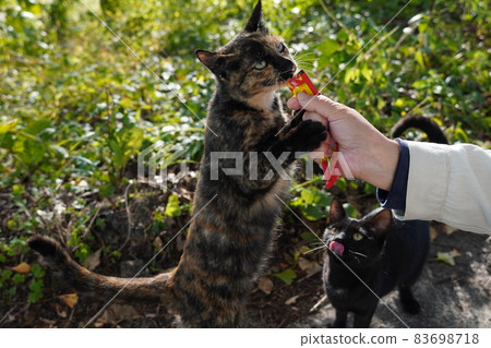 A stray cat kitten born in the spring is separated from his parents and is eating with his brothers and sisters A stray cat kitten born in the spring is separated from his parents and is eating with his brothers and sisters 83698718