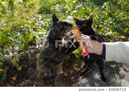 A stray cat kitten born in the spring is separated from his parents and is eating with his brothers and sisters A stray cat kitten born in the spring is separated from his parents and is eating with his brothers and sisters 83698719