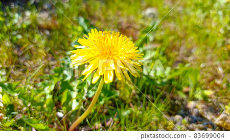 就像在田野裡盛開的鮮花 83699004