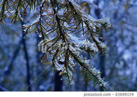 Larch where the snow melts ~ Kamikochi ~ 83699154