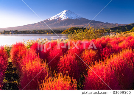 《Yamanashi Prefecture》 Mt. Fuji and Oishi Park in Kokia / Autumn 83699500