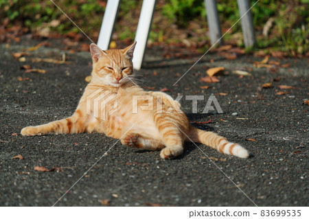 一隻年輕的流浪貓茶虎急忙尋找被抓到的老鼠 83699535
