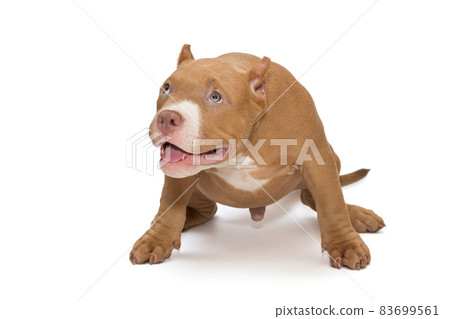 Small, funny American bully puppy 83699561