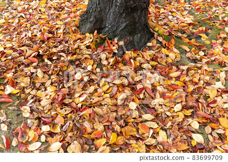 A park full of fallen leaves 83699709