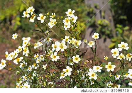 冬季宇宙 83699726