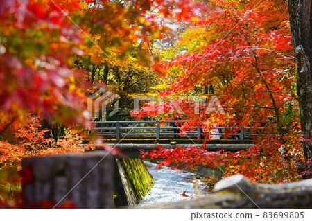 It is the autumn leaves of the sightseeing spot in Karuizawa. I was taking a wedding photo from this angle. It was very beautiful. 83699805