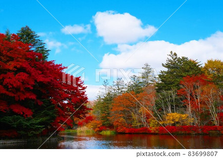 輕井澤雲葉池的秋葉。沒有風，但有一隻鴨子，我無法拍出美麗的倒影。與藍天的美好合作 83699807