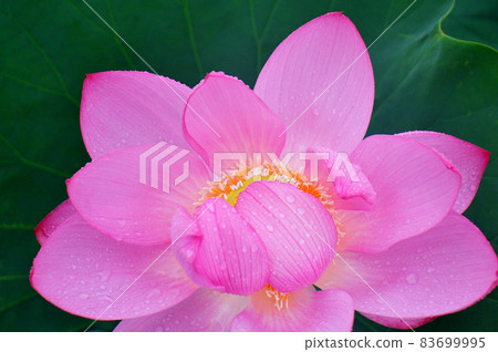 古代蓮花與雨滴古代蓮花在雨中盛開(綠色背景) 古代蓮花與雨滴古代蓮花在雨中盛開(綠色背景) 83699995