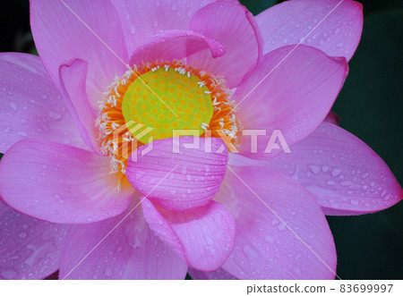Ancient lotus with raindrops Ancient lotus blooming in the rain (green background) Ancient lotus with raindrops Ancient lotus blooming in the rain (green background) 83699997