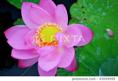 古代蓮花與雨滴古代蓮花在雨中盛開(綠色背景) 古代蓮花與雨滴古代蓮花在雨中盛開(綠色背景) 83699999