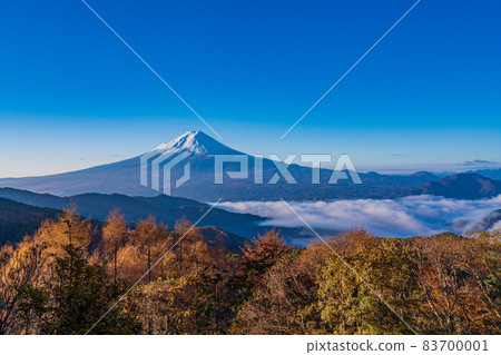 (山梨縣)落葉鬆的黃葉,河口湖和富士山的雲海 (山梨縣)落葉鬆的黃葉,河口湖和富士山的雲海 83700001