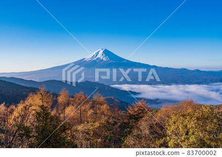 (Yamanashi Prefecture) Yellow leaves of larch, sea of clouds on Lake Kawaguchi and Mt. Fuji (Yamanashi Prefecture) Yellow leaves of larch, sea of clouds on Lake Kawaguchi and Mt. Fuji 83700002