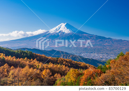 (Yamanashi Prefecture) Yellow leaves of larch and Mt. Fuji 83700129