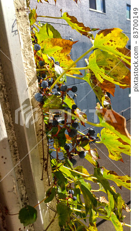 View from the coffee shop window and fruit of the plant 83700149
