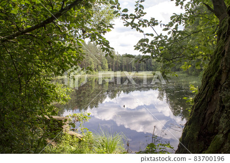 beautiful forest river in the Belarus, scenic summer landscape 83700196