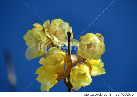 Blooms with a sweet scent 83700269