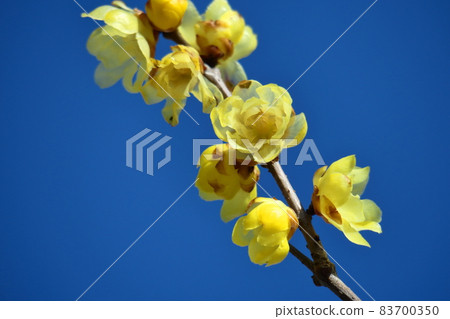 Blooms with a sweet scent Blooms with a sweet scent 83700350