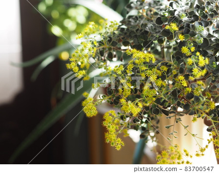 Blooming house plant Aichrizon on the windowsill in a private house. Flowers as part of the interior. Blooming house plant Aichrizon on the windowsill in a private house. Flowers as part of the interior. 83700547
