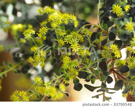 Blooming house plant Aichrizon on the windowsill in a private house. Flowers as part of the interior. Blooming house plant Aichrizon on the windowsill in a private house. Flowers as part of the interior. 83700548