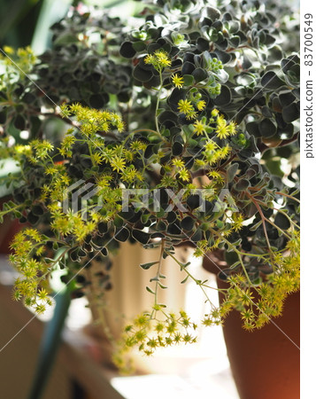 Blooming house plant Aichrizon on the windowsill in a private house. Flowers as part of the interior. Blooming house plant Aichrizon on the windowsill in a private house. Flowers as part of the interior. 83700549