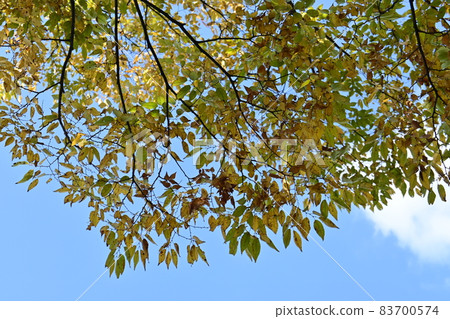 Zelkowa秋葉 83700574