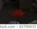 Manju Saka, the northernmost part of Japan 83700635
