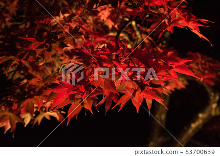 Autumn leaves wet with rain dew 83700639