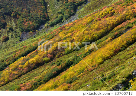 金州立山黑部阿爾卑斯山脈路線(可以欣賞到丹波平(Kurobedaira&Daikanbo)的壯麗景色的紅葉) 金州立山黑部阿爾卑斯山脈路線(可以欣賞到丹波平(Kurobedaira&Daikanbo)的壯麗景色的紅葉) 83700712