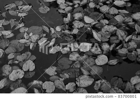 Autumn leaves floating on the surface of the water (monochrome) Autumn leaves floating on the surface of the water (monochrome) 83700801