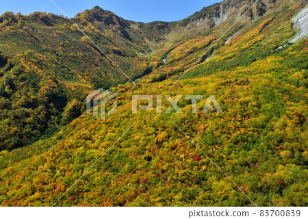 金州立山黑部阿爾卑斯山脈路線(可以欣賞到丹波平(Kurobedaira&Daikanbo)的壯麗景色的紅葉) 金州立山黑部阿爾卑斯山脈路線(可以欣賞到丹波平(Kurobedaira&Daikanbo)的壯麗景色的紅葉) 83700839