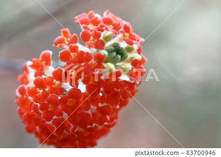 日本紙的材質 83700946