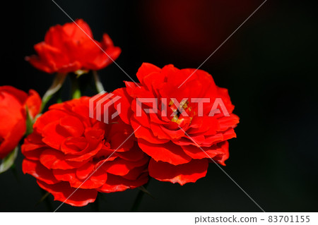 rose rose 83701155