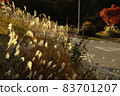 Golden pampas grass on the side of the road (with autumn leaves in the background) 83701207
