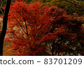 Red yellow orange maple tree 83701209
