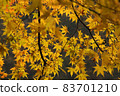 Maple tree dyed yellow 83701210