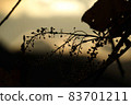 Silhouette of nuts using backlight 83701211