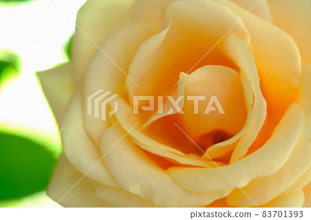 rose rose 83701393