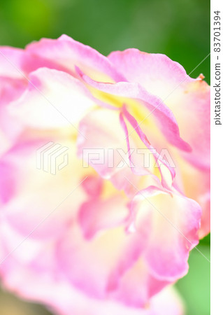 rose rose 83701394