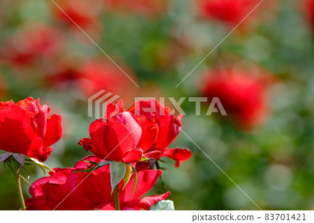 rose rose 83701421