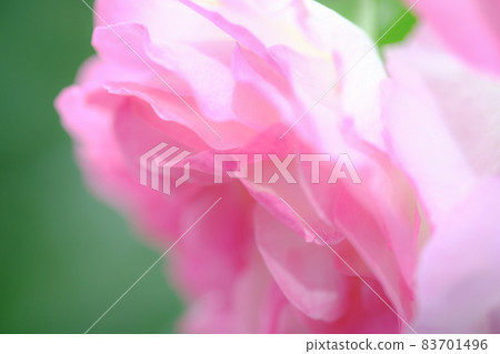 rose rose 83701496