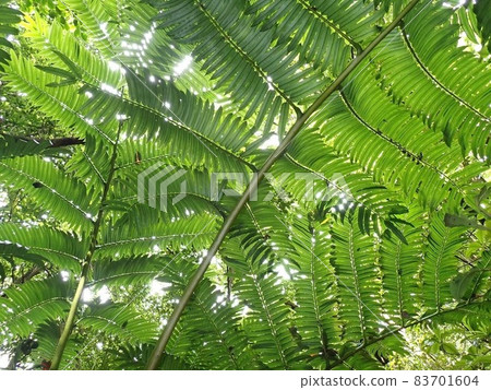 在 Hahajima 的 Ishimon 課程中學習 在 Hahajima 的 Ishimon 課程中學習 83701604