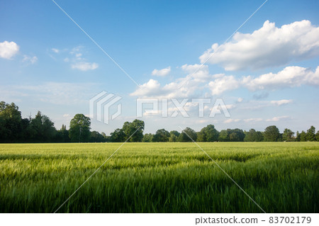 A spacious wheat field under bright sunlight in the suburbs of London 83702179