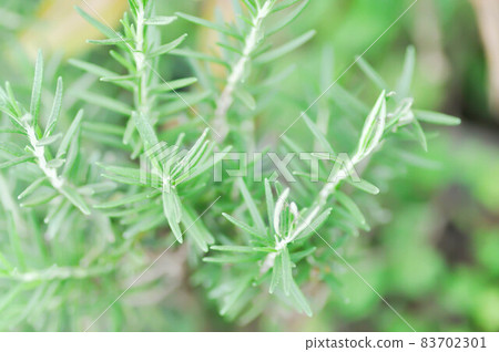 rosemary or Salvia rosmarinus or Rosmarinus officinalis L rosemary or Salvia rosmarinus or Rosmarinus officinalis L 83702301