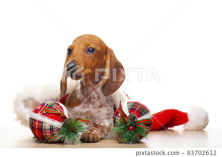 image of dog new year toy white background  83702612