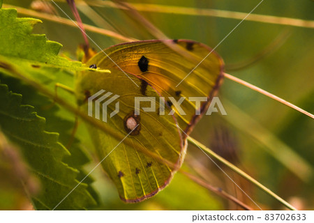 Yellow butterfly Zerene cesonia sitting on the grass Yellow butterfly Zerene cesonia sitting on the grass 83702633