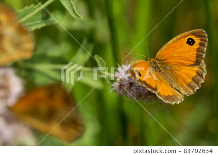 The gatekeeper butterfly sits on a flower with wide-spread wings. 83702634