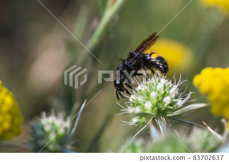 Scolia hirta Hymenoptera, Scoliidae sitting on a yellow flower Scolia hirta Hymenoptera, Scoliidae sitting on a yellow flower 83702637