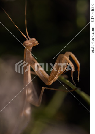 Macro shot of a praying mantis sitting on a flower stem Macro shot of a praying mantis sitting on a flower stem 83702638
