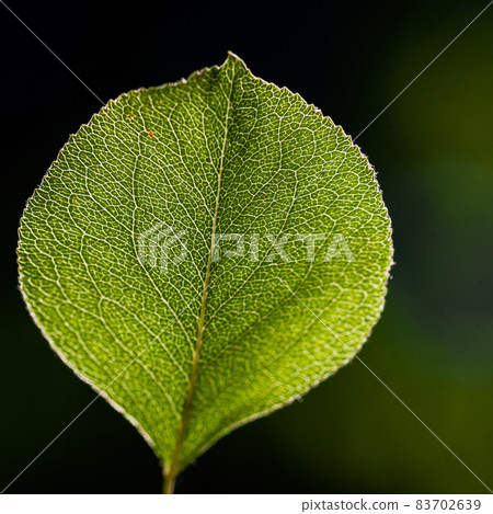 Texture of a green leaf as background Texture of a green leaf as background 83702639