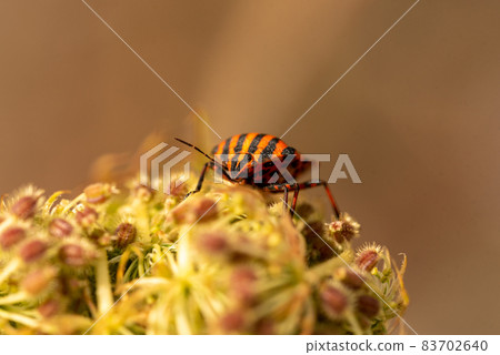 Red and black Striped bug or Italian striped bug, Minstrel bug - Graphosoma lineatum Red and black Striped bug or Italian striped bug, Minstrel bug - Graphosoma lineatum 83702640